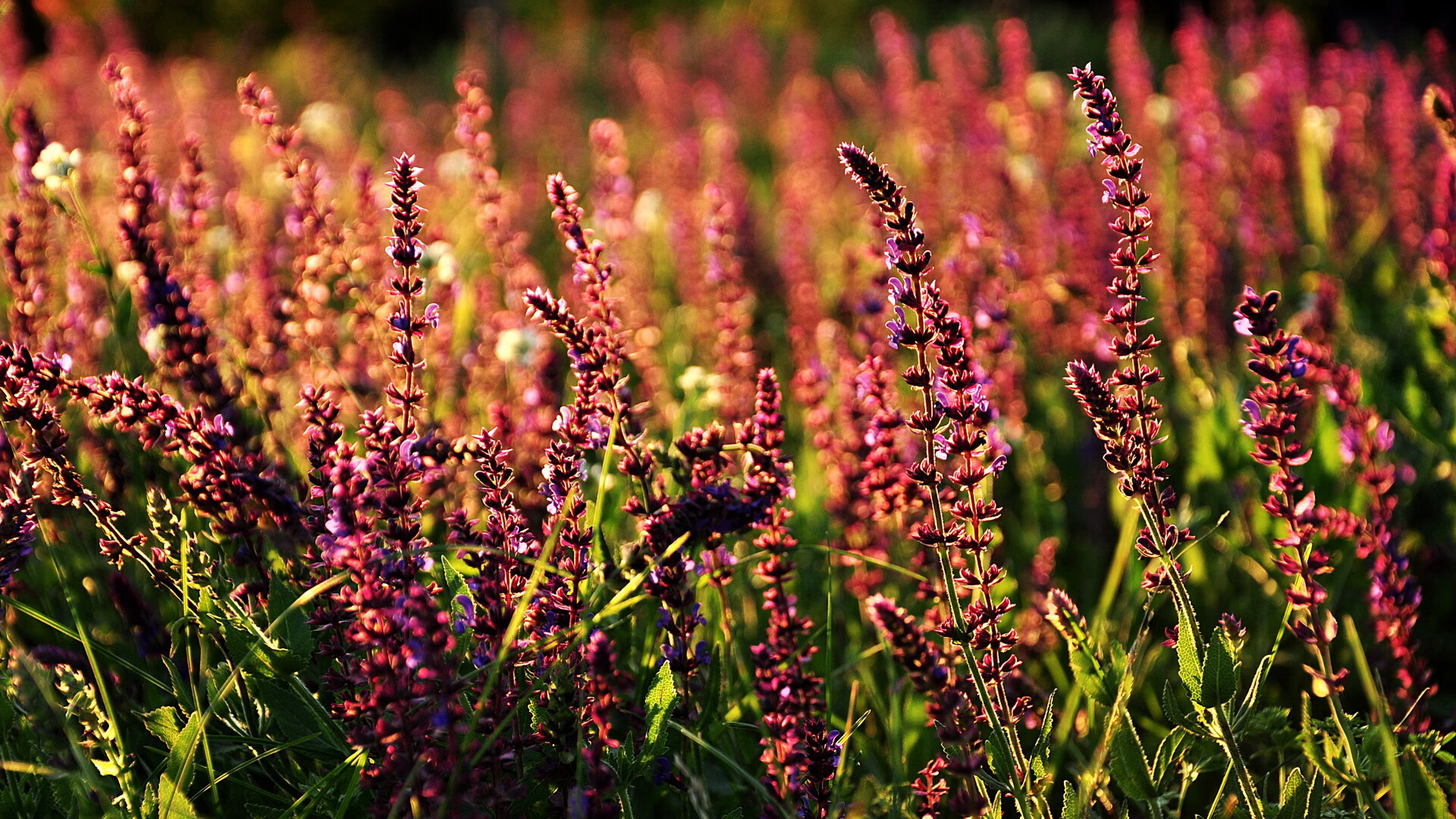 九游体育线上-快船推出球迷定制球衣活动引爆官网流量，快船队的球衣