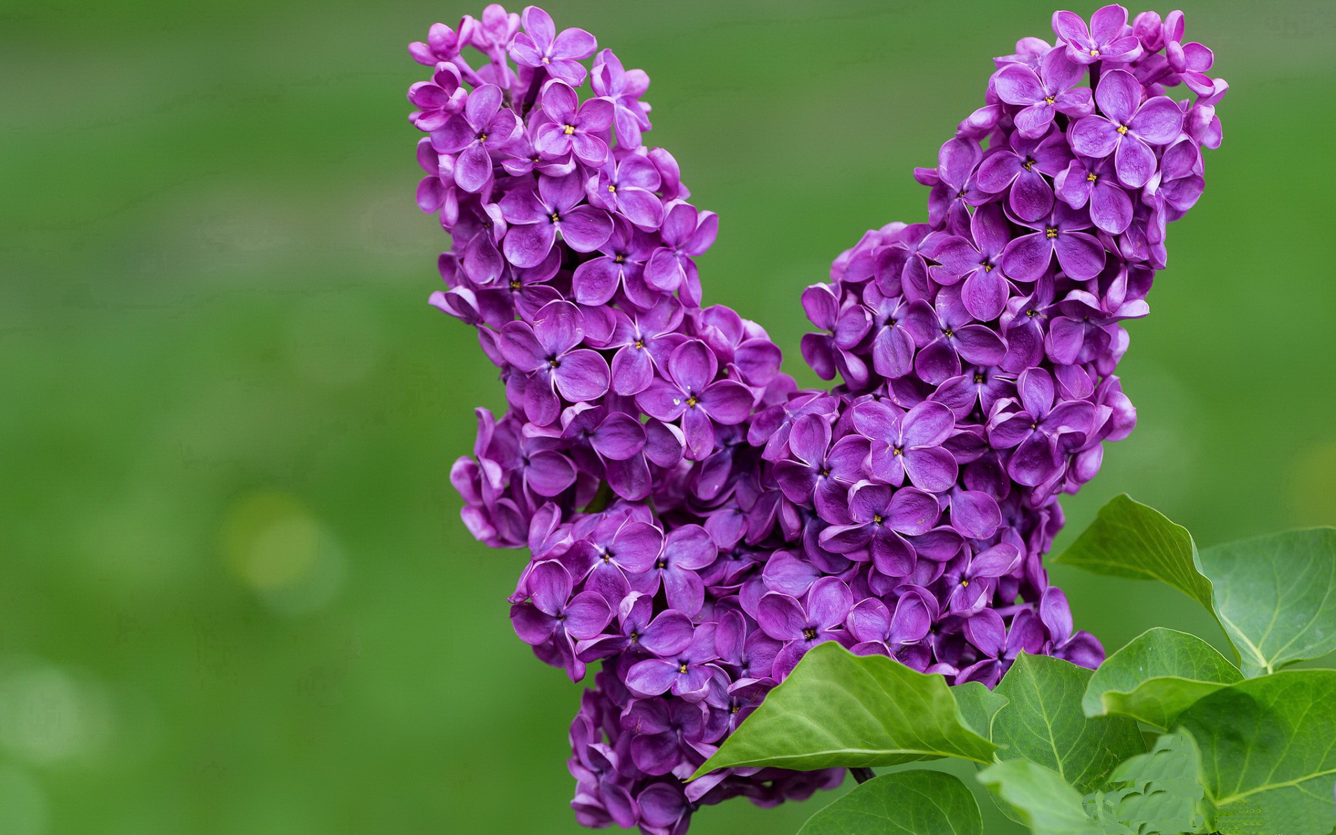 林丹亲笔信致谢多年陪伴球迷支持,林丹承认