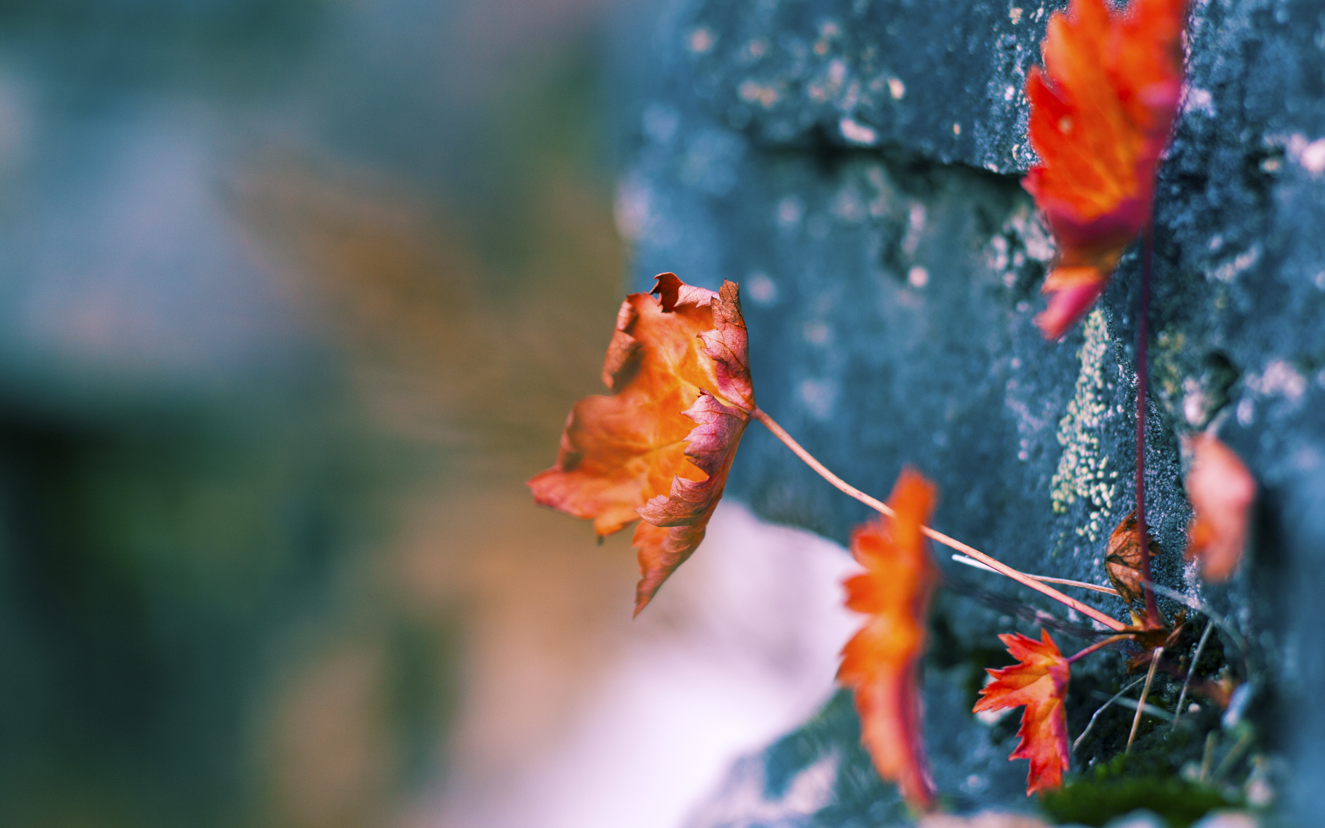 九游体育网站入口-特斯·冯·迪克：充满创造力的中场球员，成为南非队攻防转换的桥梁